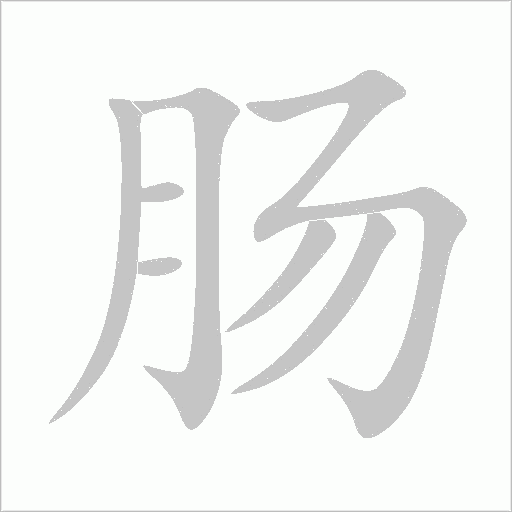 肠的笔顺动画演示